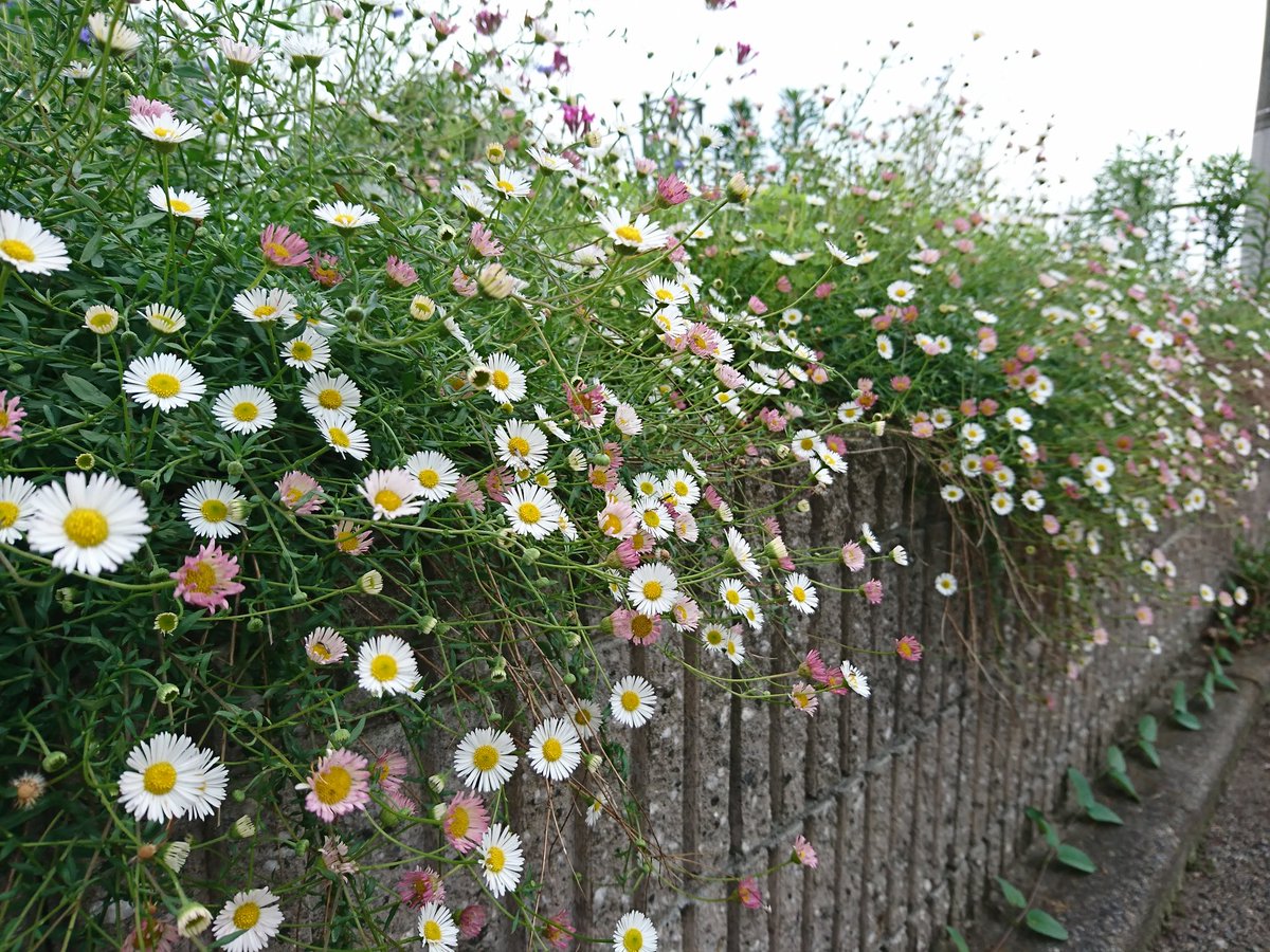 みぃ おやすみなさい エリゲロン カルビンスキアヌス ゲンペイコギク 源平小菊 花 T Co Fvrkbgvkot Twitter