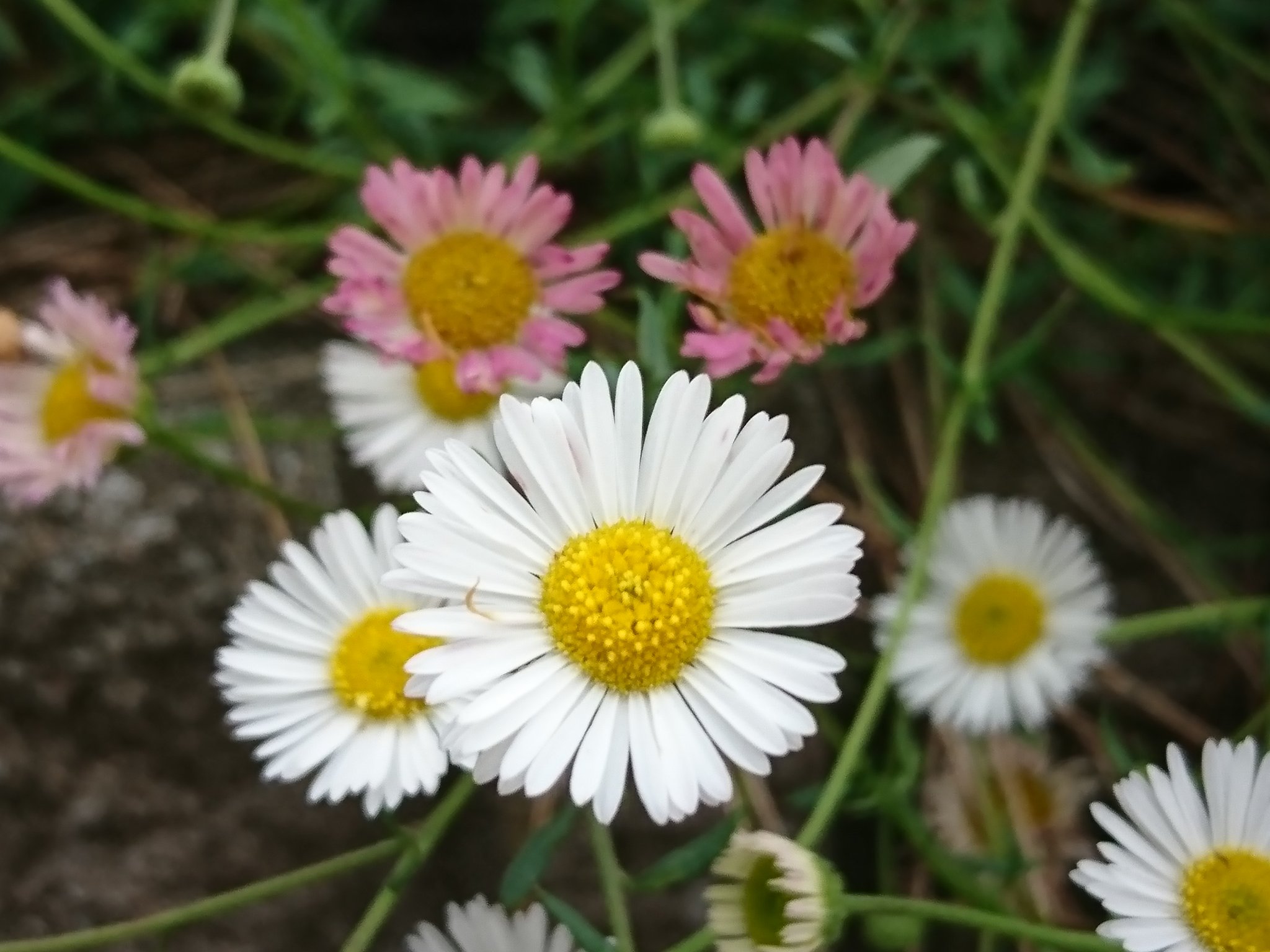 みぃ おやすみなさい エリゲロン カルビンスキアヌス ゲンペイコギク 源平小菊 花