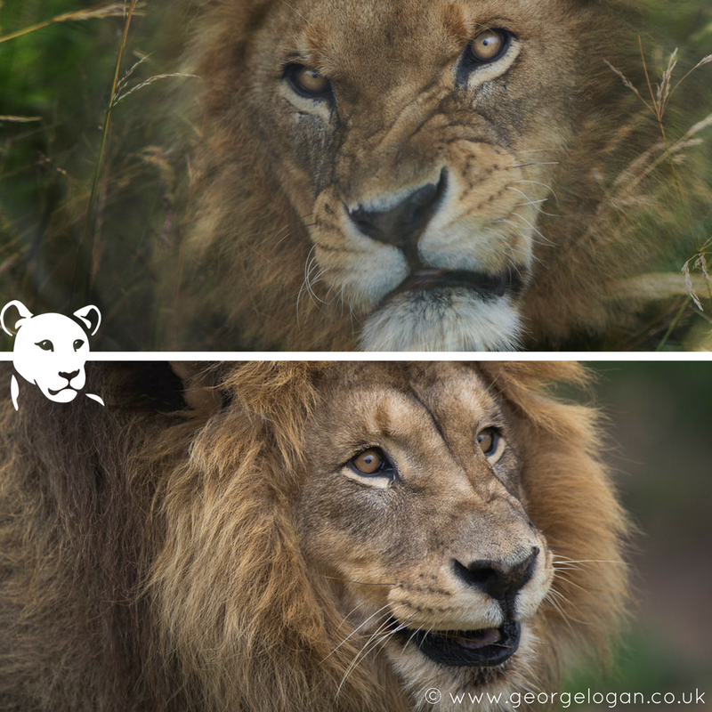 So how was your Monday? #HappyMonday or #GrumpyMonday 🦁

Photos by our dear friend, @GeorgeLogan (georgelogan.co.uk)