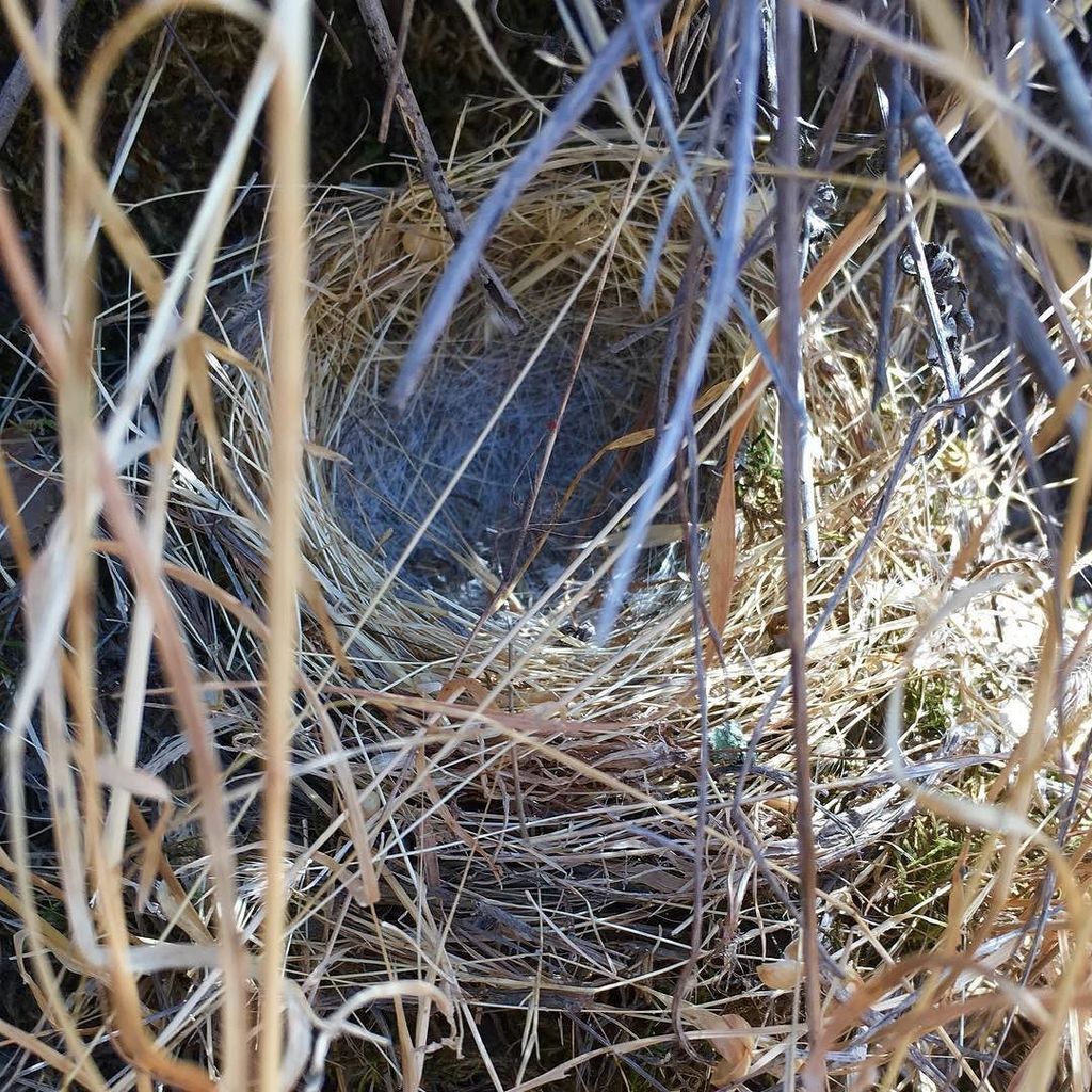 JogTog's tweet photo. Happened to spot this little nest on the trail. Didn't know birds built nests on the ground🤷🏽‍♀️ https://t.co/3j6IJqdBpI https://t.co/TxB4ykjvuV