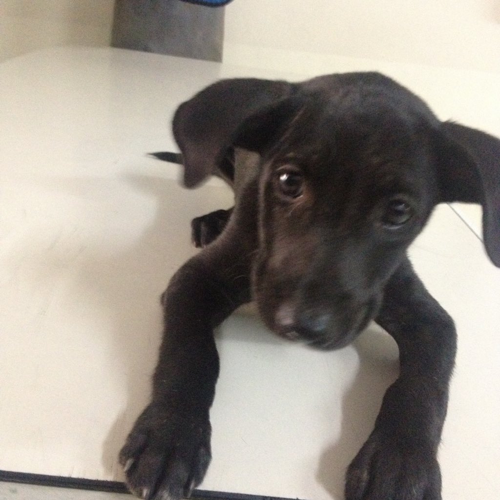 MASCOTASDECALLE's tweet photo. La cadena que rueda de unos perros q sacrificaran es falsa. Si quieren ayudar a unos inocentes ayuden a estos que SI necesitan casa URGENTE https://t.co/QHLiYFl2qr