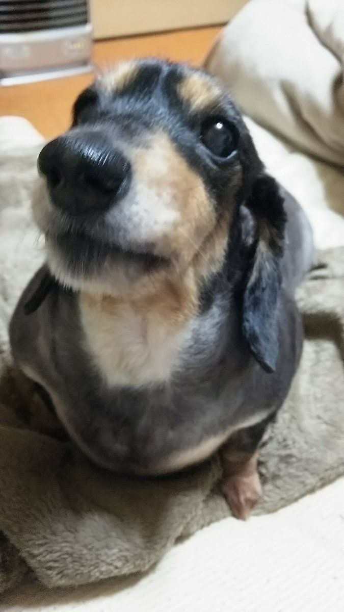 爺悪@ﾐｰｻﾝ 工房 tweet media