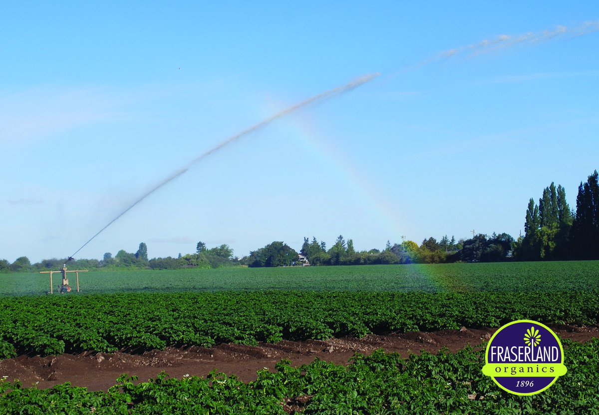 fraserlandfarms's tweet photo. Only Organic Potatoes at the end of this rainbow..!
#deltafarming #deliciouspotatoes https://t.co/TjBXw2KSIP