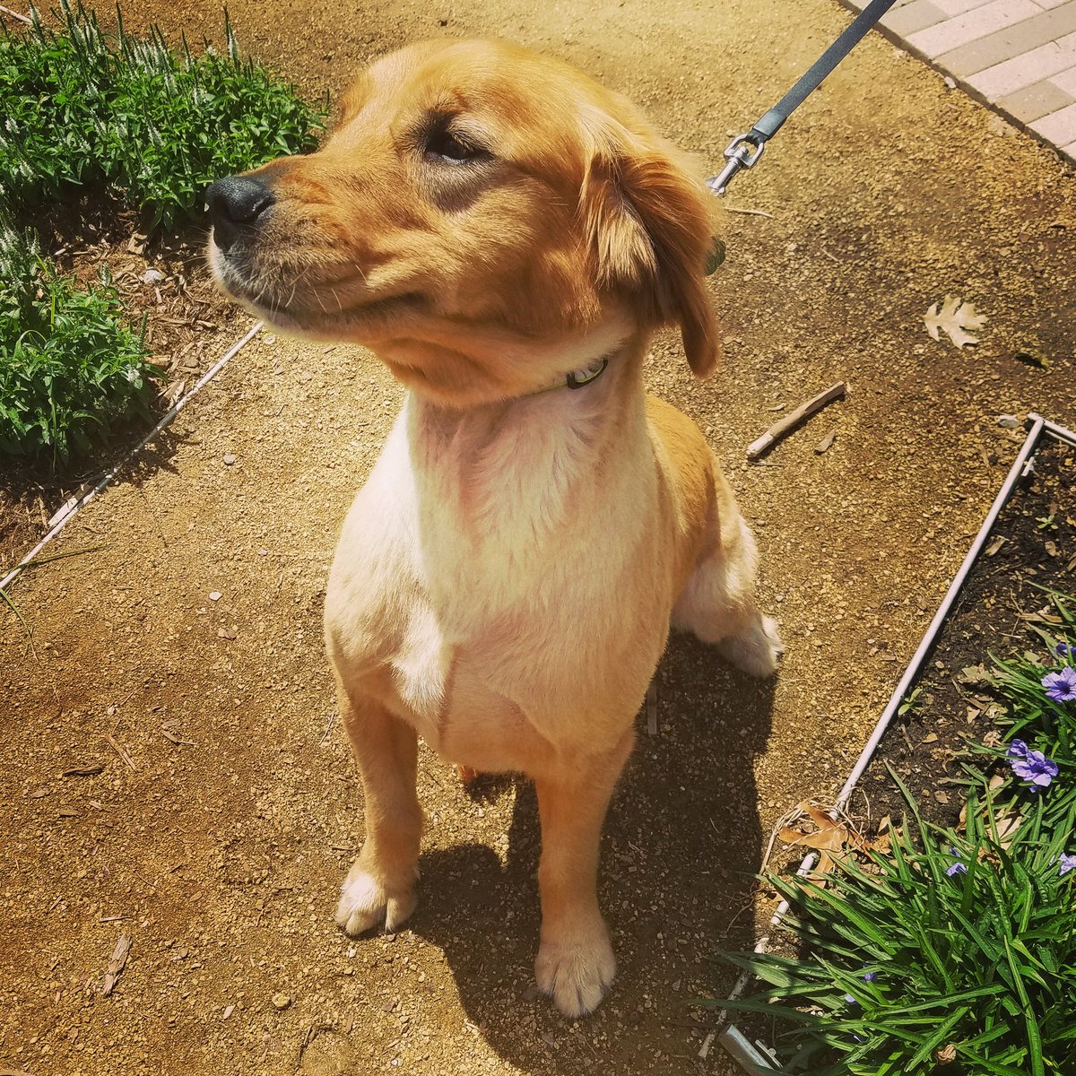myriadgardens's tweet photo. Maverick. Sporting his summer haircut. 3 year old #goldenretriever. #myriaddogs  #dogsofokc 🐕❤🐶 https://t.co/tPAhLnesft