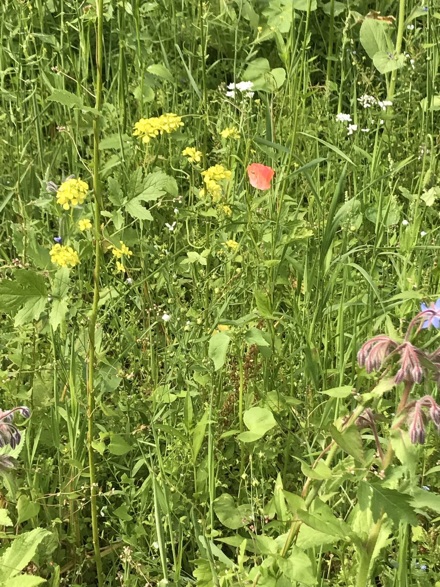 Lujaha's tweet photo. @homebargains bought a box of meadow seed was sceptical as so cheap, but now have a fab wild wilderness #flowers #bees #bugs #meadow https://t.co/50dHuPmlsJ
