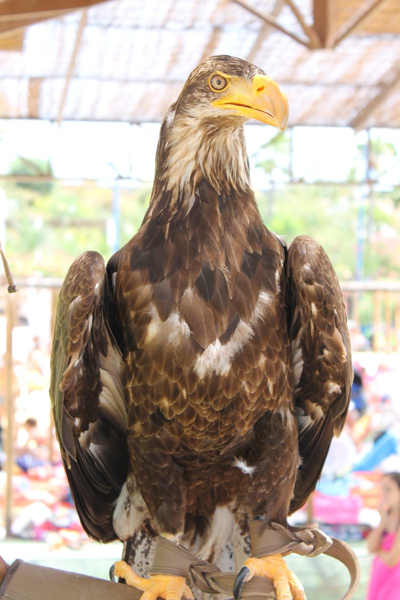 ▶️ “Los animales nos convierten en mejores personas” #LaRadioalSol en <a href="/TerraNaturaZoo/">Terra Natura Benidorm</a> cadenaser.com/emisora/2017/0…