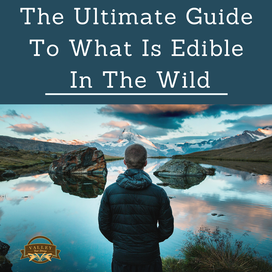 ValleyFoodCo's tweet photo. The Ultimate Guide To What Is Edible In The Wild
#food #wild #survival #mountains 
https://t.co/9E7S8PRJvf https://t.co/nxgbtC8AqI