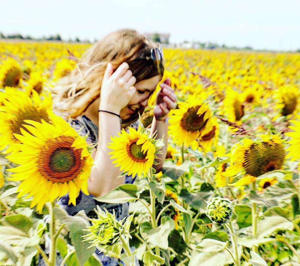 colinmac7's tweet photo. Let the sunshine in. 🌞🌞🌞🌞, #romania #photography #summertime  #sunflowers #portrait #flowers #sunshine #impressionist  #fieldsofgold #vamav… https://t.co/no8jbjE5ZR