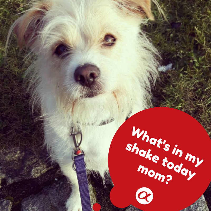 AlphaDog_Life's tweet photo. What do you feed your furry #fitnessbuddy #Pre and #post? #AlphaDogLife https://t.co/Drsk3yAieS