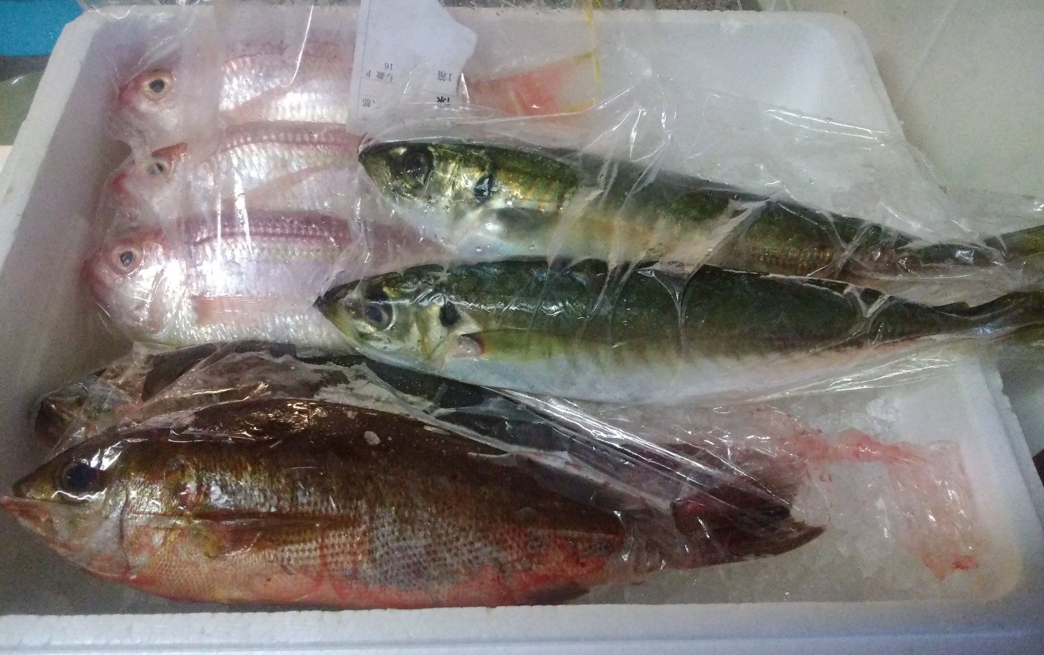 北野佳子 維新版bi注目中 今日はコープ自然派京都での鮮魚ボックス 魚の捌き方のイベント 今日のはイトヨリ 丸鯵 いさき お魚捌けると食品安く済む 生活の知恵 イサキはタイやスズキに負けない位 美味しい刺身になります 今が旬 当日は刺身