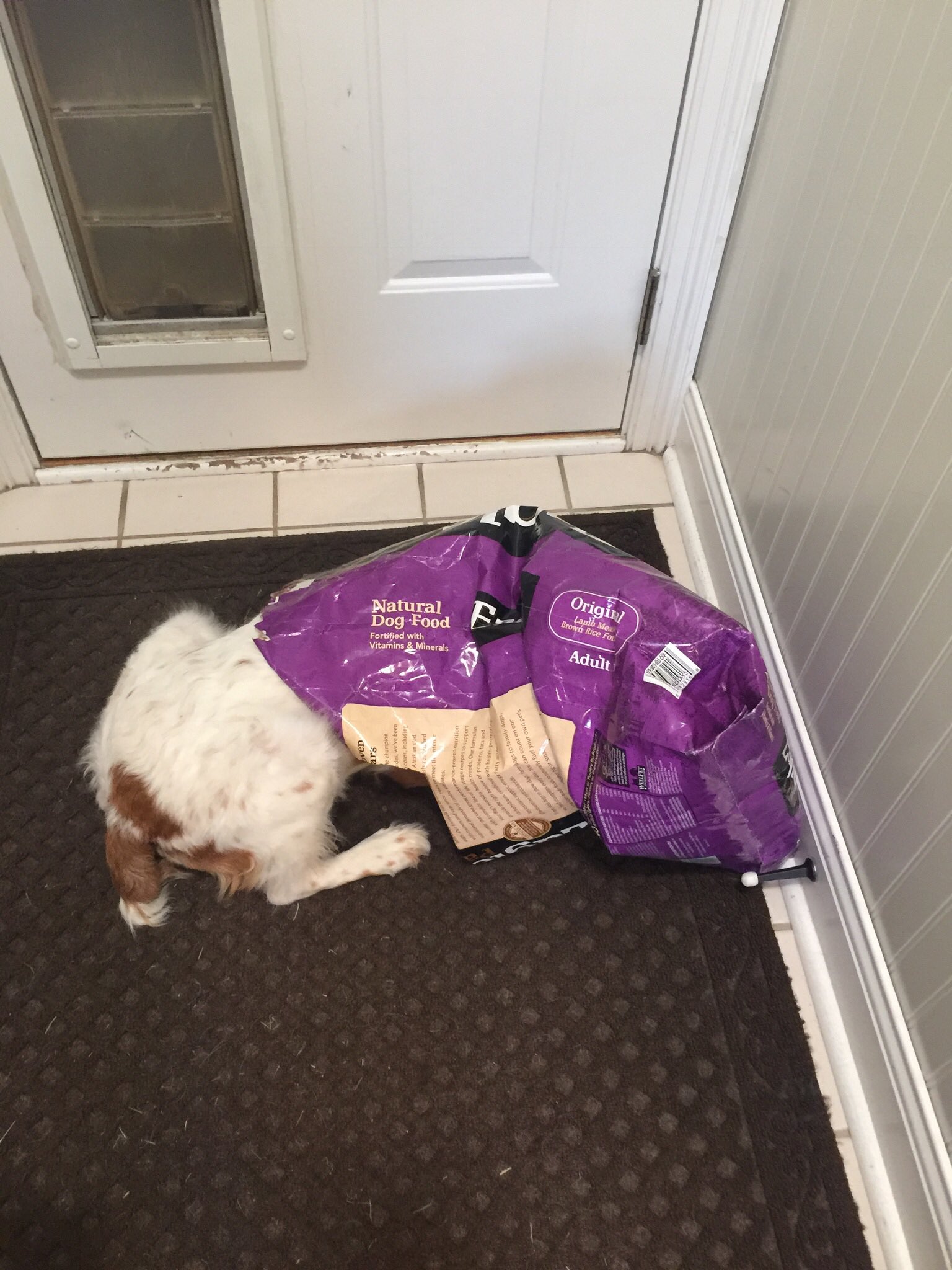 Eagle brand cheap dog food