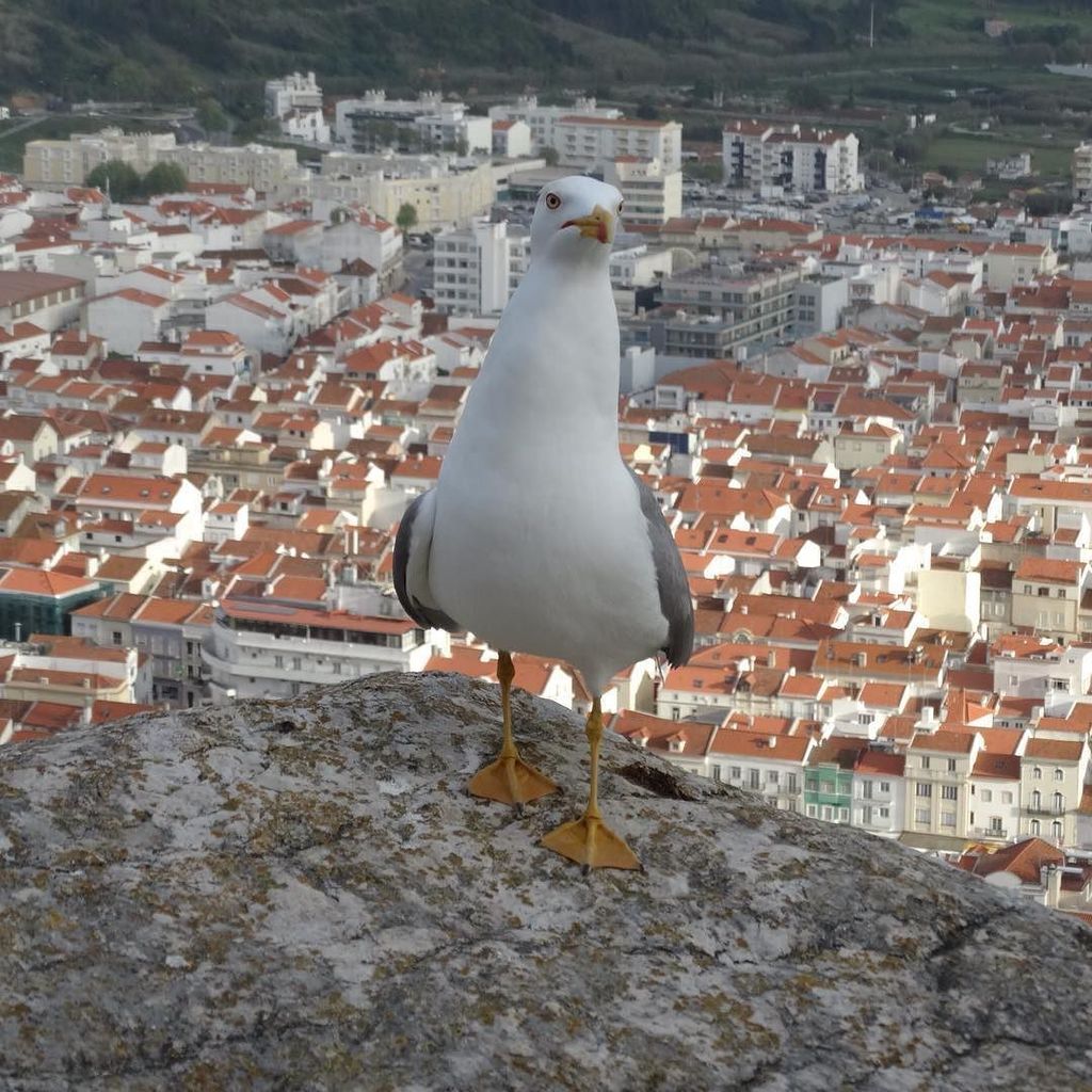 Fbitalianprope1's tweet photo. Good evening!! #seagull #prospective #fly #world #differentprospective #friends #freedom quando la natura domina!!… https://t.co/2o3FRor4UD https://t.co/6gxV3pciWp