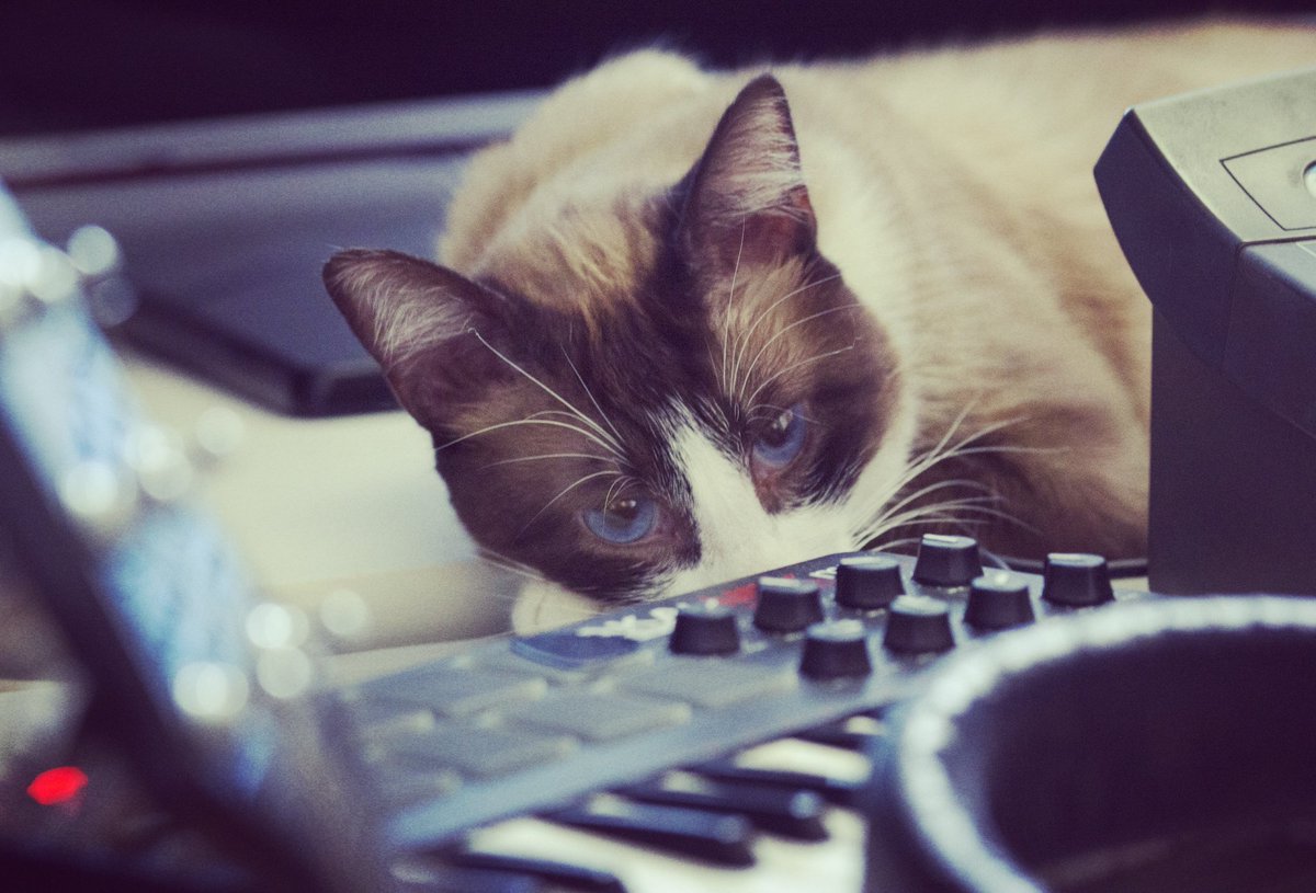 NorthernLMusic's tweet photo. He really loves working in studio :-D.@NorthernLMusic #studio #producercat #WorkHard https://t.co/Xh4L5kFjj0