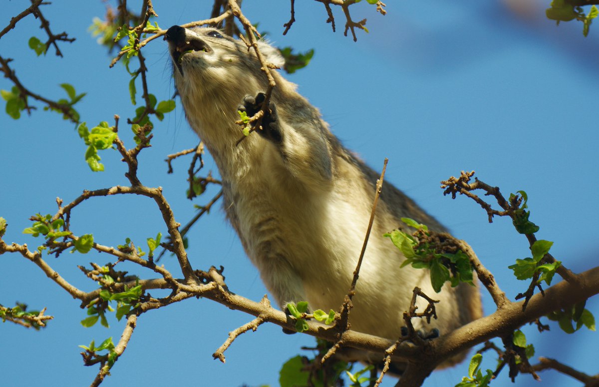 tim skellett on twitter this is what a hyrax does it climbs right out across thin branches in quite high trees then it nibbles tanzania 2015 my photo hyraxes https t co n9zg6rbmp9 twitter