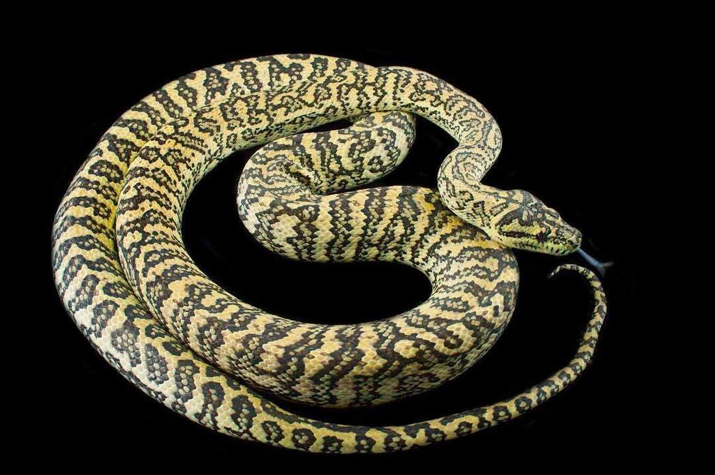 Moreliapython's tweet image. Caramel zebra female. #zebracarpetpython #carpetpythonmorph #carpetpython ift.tt/2usKIuU