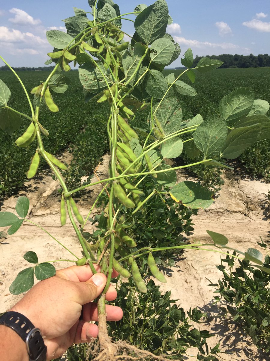 conceptagdaniel's tweet photo. Soybeans in NE Arkansas are shaping up. All is healthy and happy in this field. @ConceptAg8306 #bunchabugs #Biovate https://t.co/aoGRx40KYC
