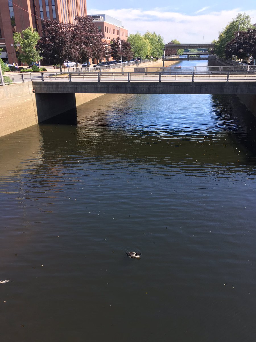 mizbee's tweet photo. @mefishwildlife is a loon on Keneduskeg stream normal? https://t.co/Tz9QXjvkIc