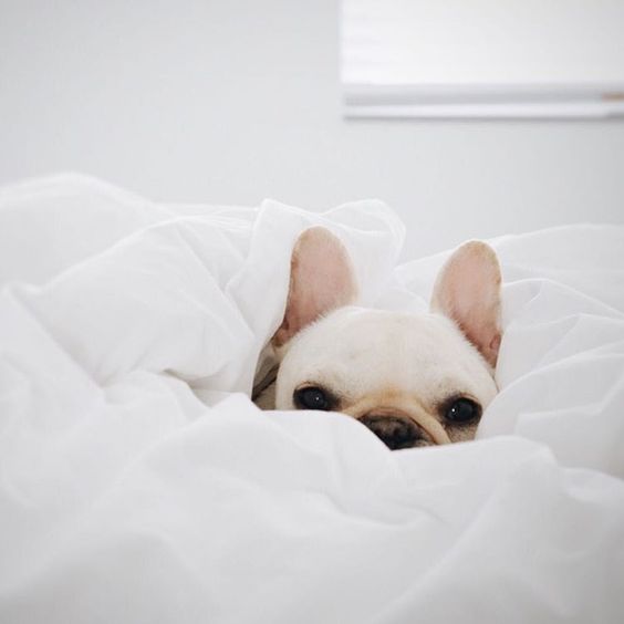 LashStarBeauty's tweet photo. #LashFact : we love our furry friends even more than we love lashes, which is why we’re cruelty free! 🐱💋🐶 https://t.co/5EoTm7bA9v