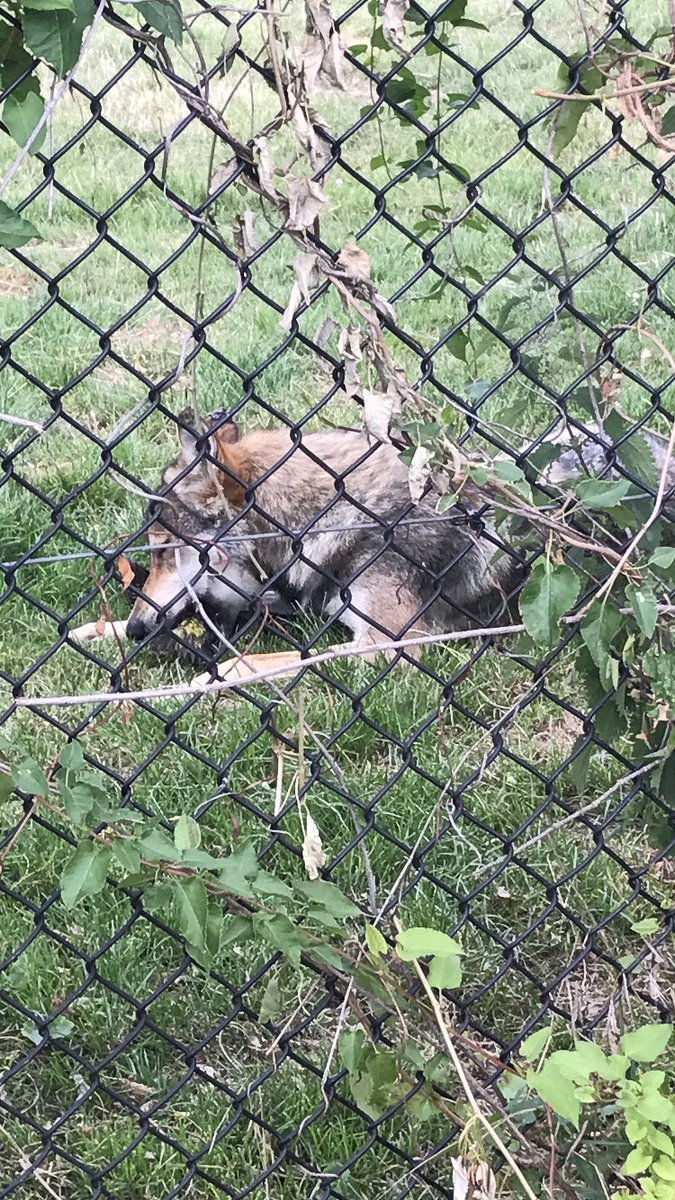 JamesIve's tweet image. Witnessed a wolf catch and eat a green Woodpecker that flew into its enclosure at Howletts today. #3000thTweet