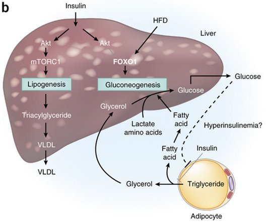 Wonderful read by M. Czech on insulin resistance in obesity and type 2 diabetes <a href="/NatureMedicine/">Nature Medicine</a> nature.com/nm/journal/v23…
