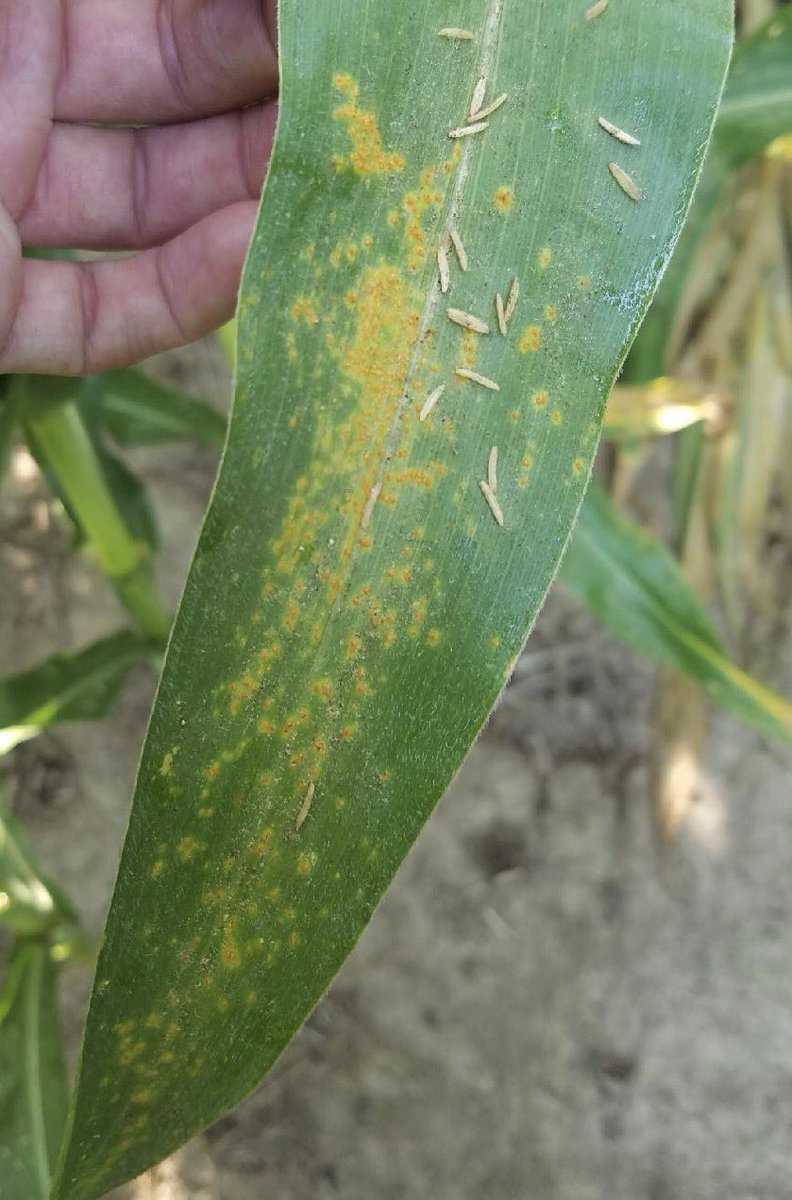 Finding #SouthernRust in every field of corn I have scouted today. Corn is R1-R3. It's not to late to consider a fungicide. #croptrak
