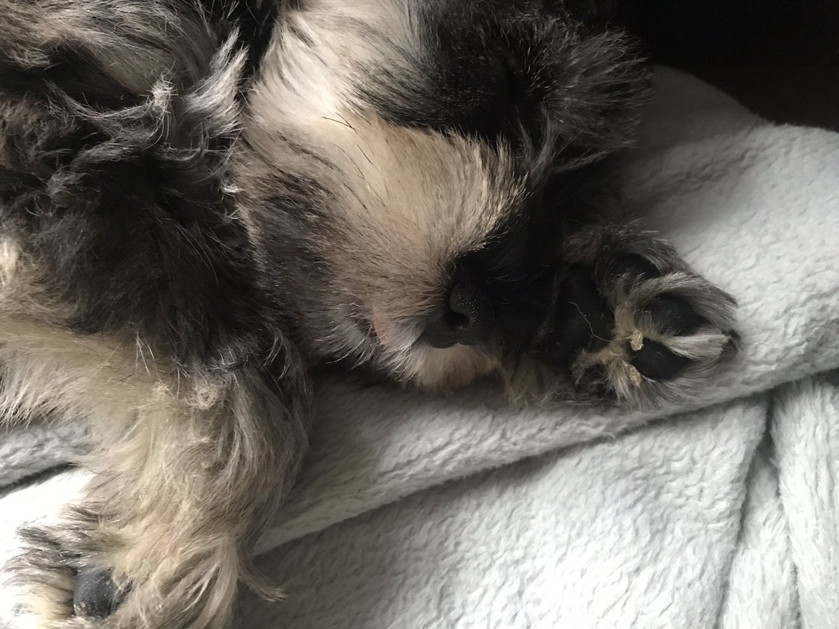 Caroline Dyson tweet media