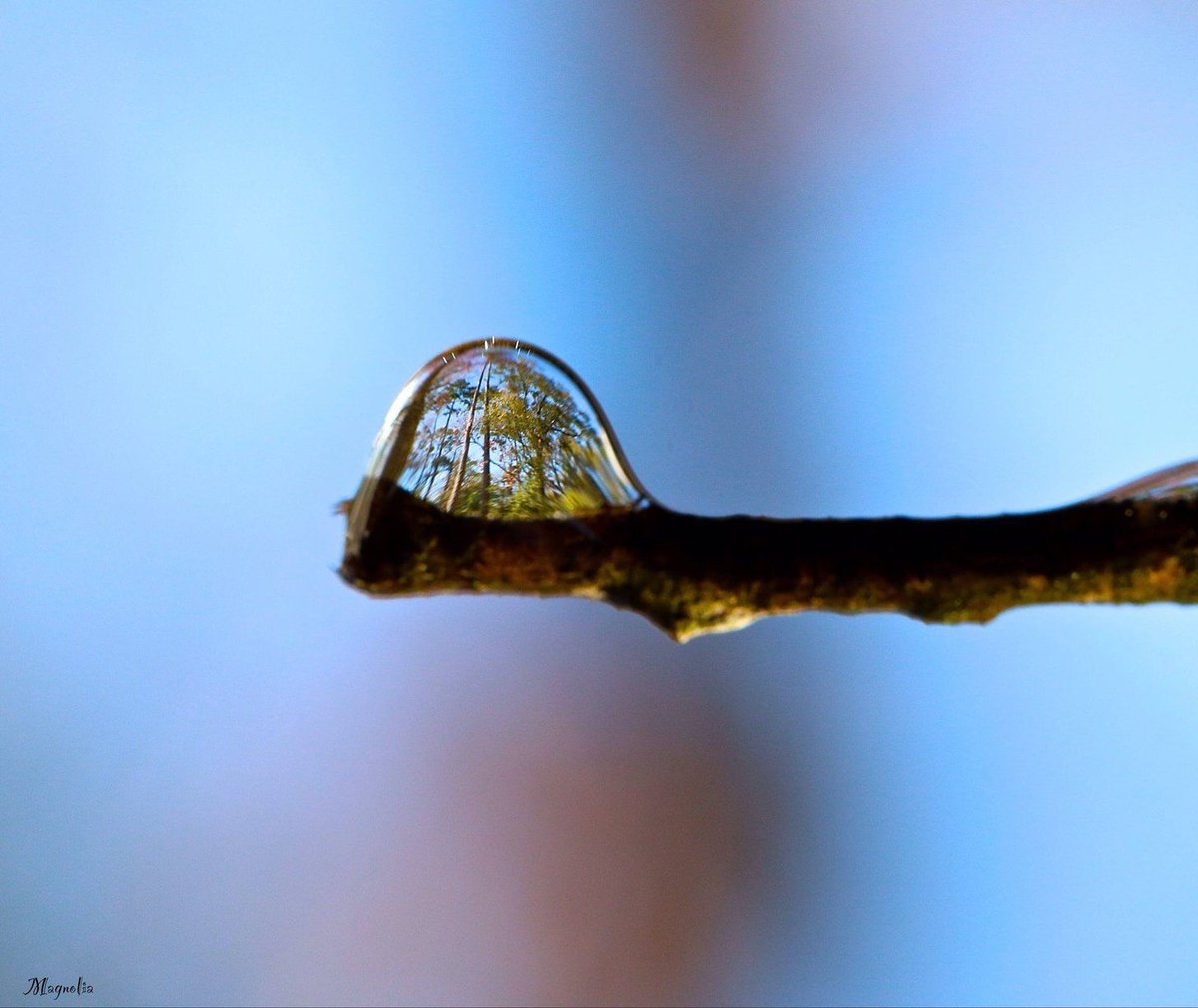 designerhumor's tweet image. Trees refracted in a water droplet