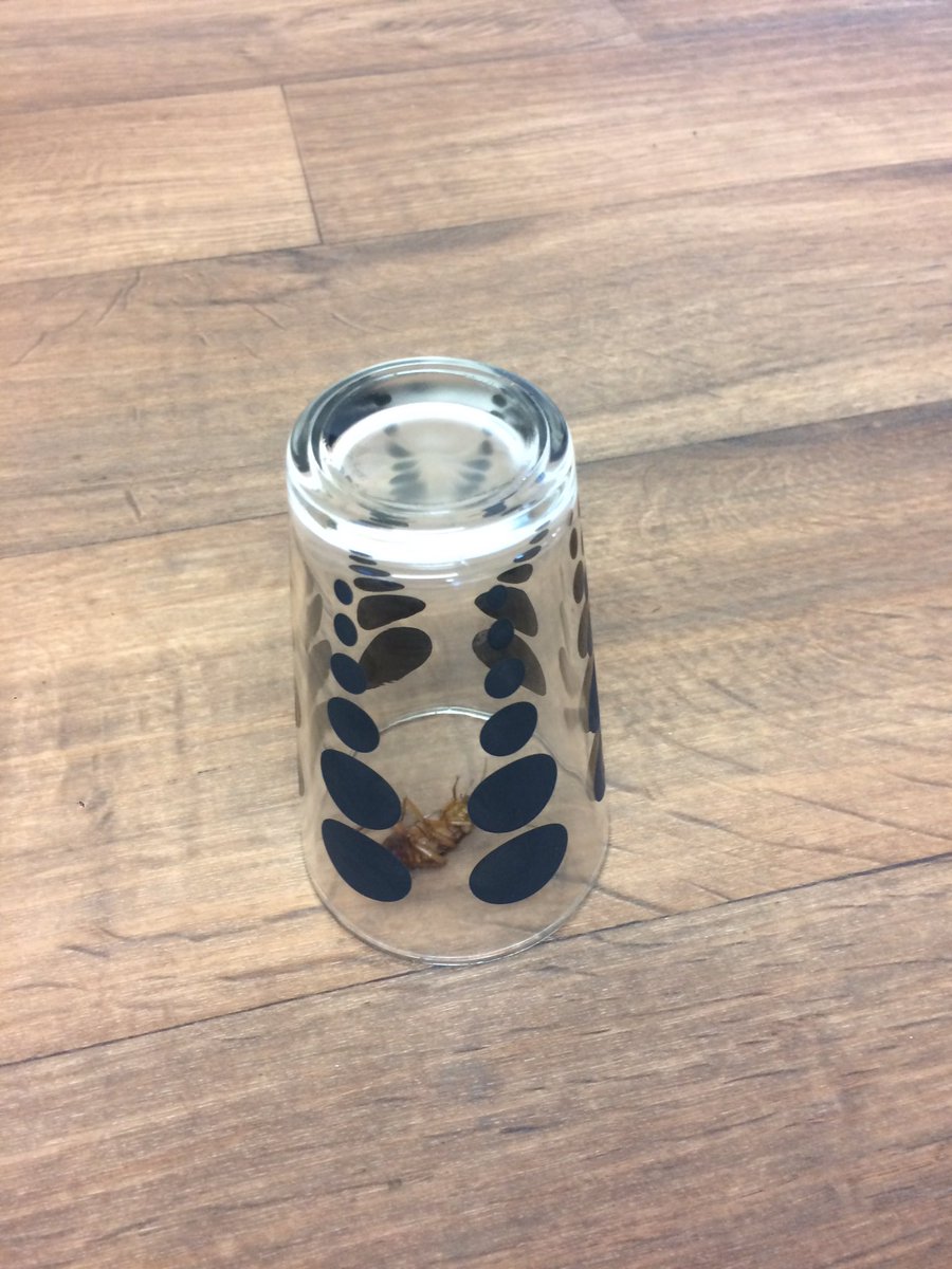 christie_23's tweet image. #PestControlMethods 😒 #MuseumLife #BetterWorkStories