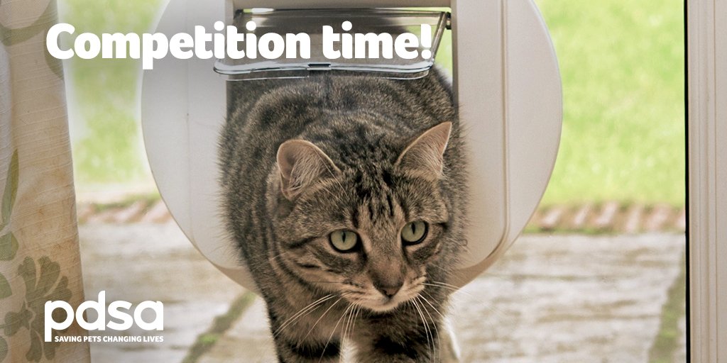 PDSA on Twitter: "Stop other cats sneaking into your home! #WIN