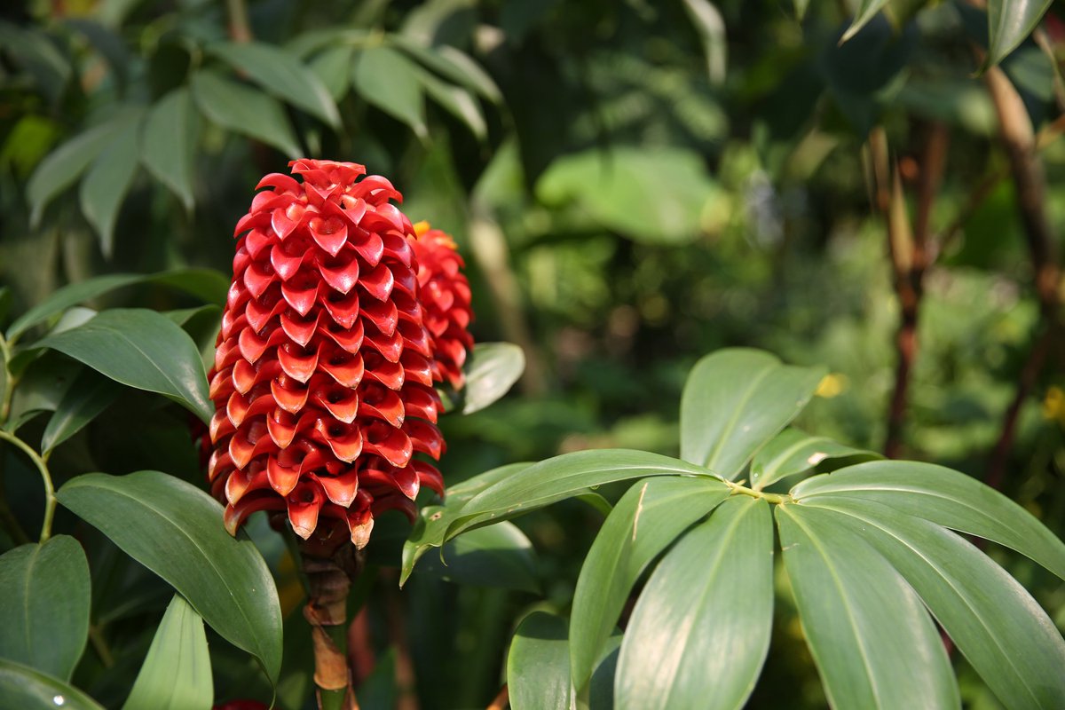 Pineappleginger Latest News, Breaking News Headlines