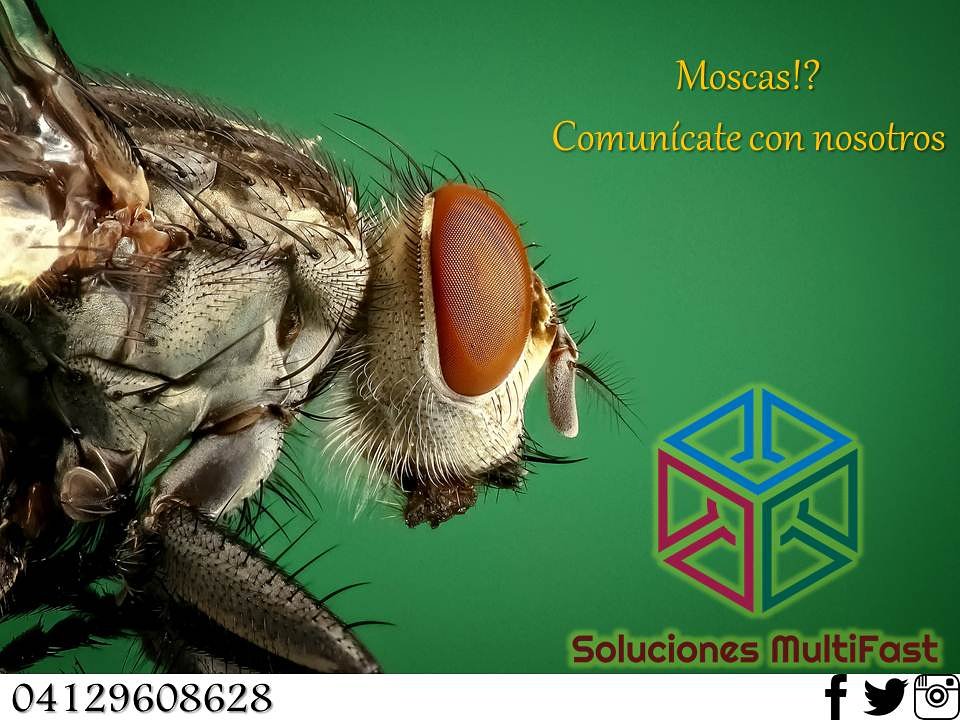 solmultifast's tweet image. No tomes las moscas a la ligera... Queremos ayudarte! 04129608628