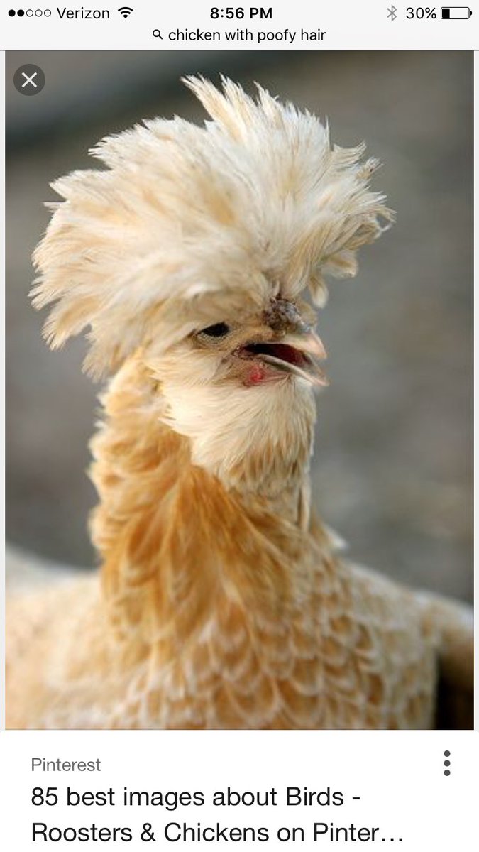 توییتر \ Jasmine در توییتر: «@ItsGaryTime Did you really google chicken  with poofy hair?»