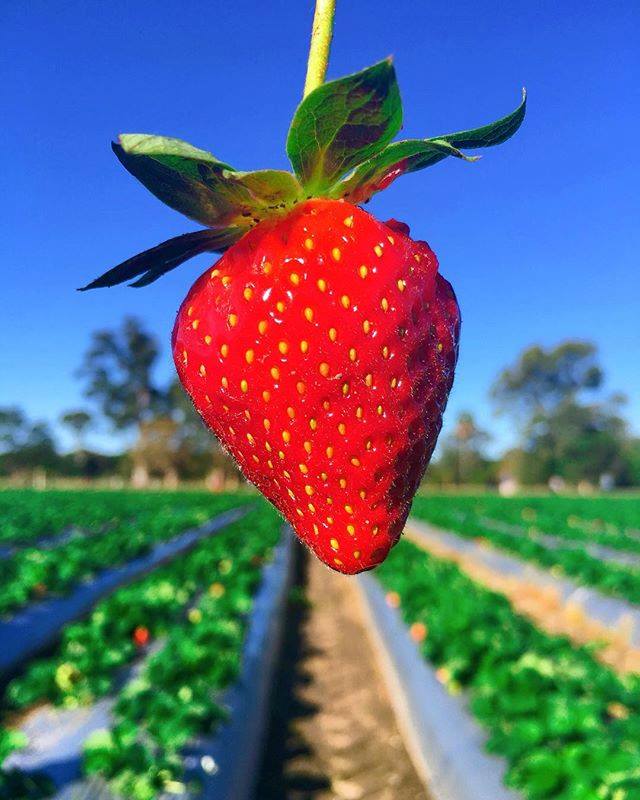 Australia On Twitter Pick Your Own Strawberry Season Is On In Sunshinecoastoz Via Ig Anitaski At Strawberryfields Restaurantaustralia Https T Co Av7cuzcp5x,Lemon Caper Sauce Pasta