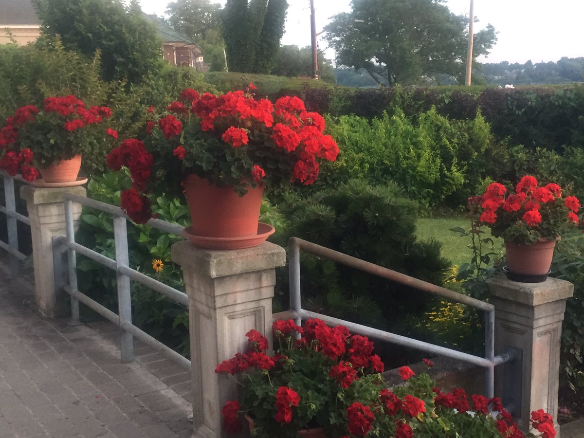 LidiaBastianich's tweet photo. Grandmas geraniums, they get better every year #greethumb #geranium #houseandgarden anyone has geranium recipes? https://t.co/XO4RBmH59V