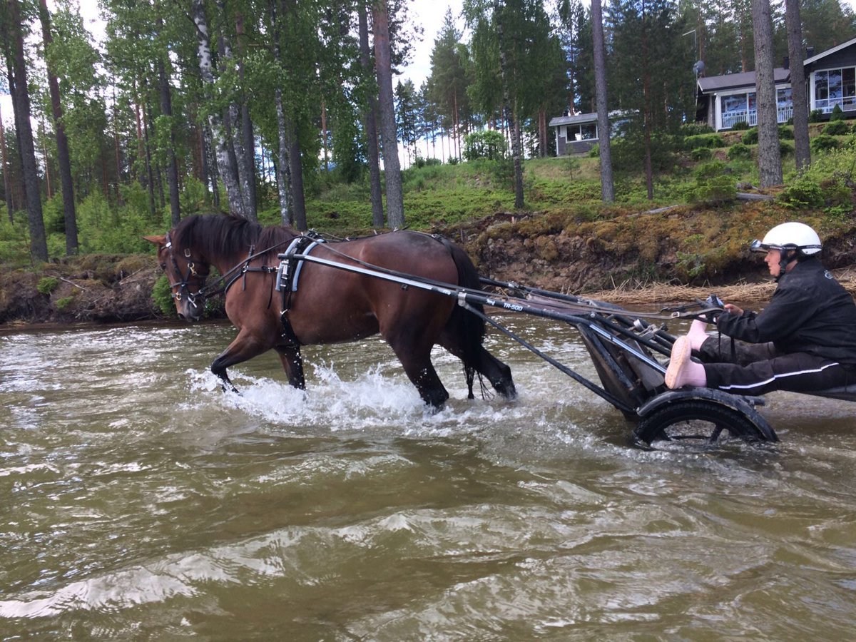 MaxxBirdland's tweet photo. Kimppavarsa Plisetska Birdland /Juha Utala starttaa seuraavaksi (11.7.) Forssassa #Pilvenmäki #ravit #UtalaRacing https://t.co/f1lOJkBzPa https://t.co/CNRwonRfUB