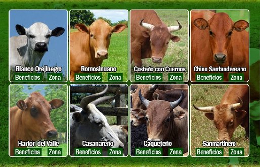 #Entérese Todas las agremiaciones de razas bovinas de Colombia estarán presentes en Agroexpo2017: bit.ly/2sLS8oo