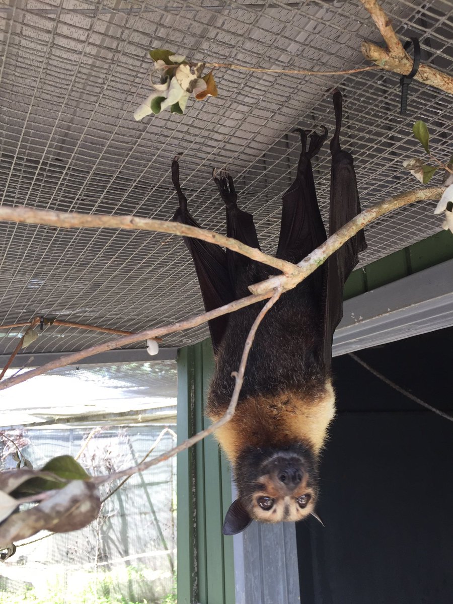 BatConservancy's tweet photo. #WomanCrushWednesday with the ever photogenic Kuri π #spectacledflyingfox #bat https://t.co/Fk1MUOSinV