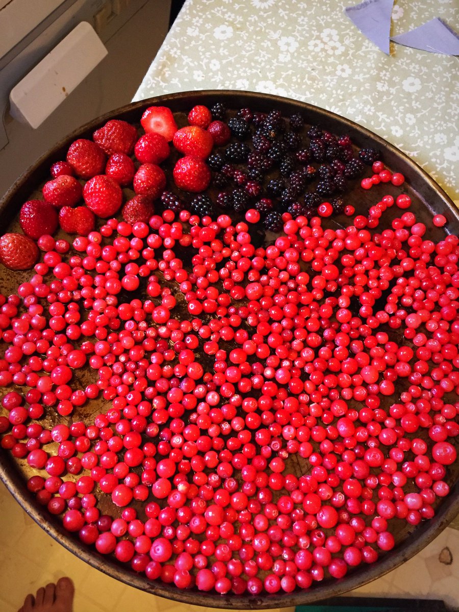 smeggingnuts's tweet photo. Freezing today's berry picking haul #FutureJam https://t.co/iJa1niLvDQ