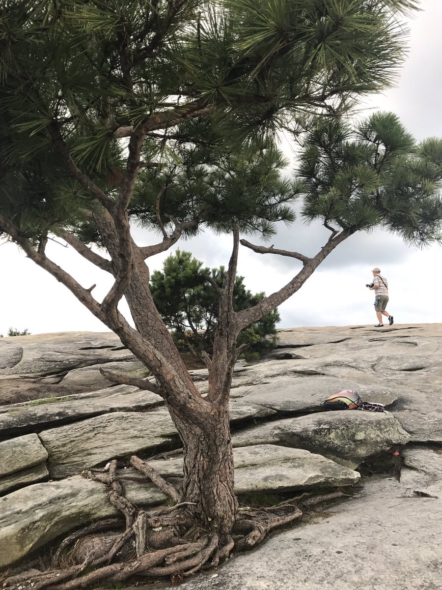 luckymermaid18's tweet photo. Finding some conifers on Stone mountain #bio120sum17 @NutmegSomething https://t.co/CS5bzIcpxj