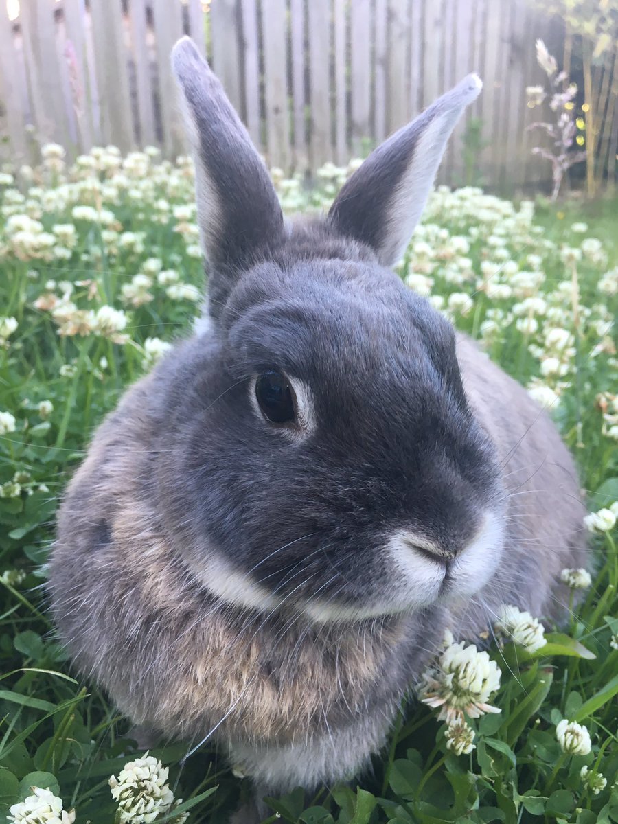 Bunbunsncl's tweet photo. #VIPAug2017 Enjoying my overgrown garden π°π° https://t.co/7R1YCMGCNo