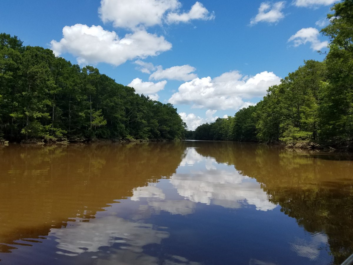 lukespearson's tweet photo. Beautiful day in the #field trapping for #turtles! One of the few nice days we've had this summer in southern Mississippi https://t.co/CHbWcAhbnq