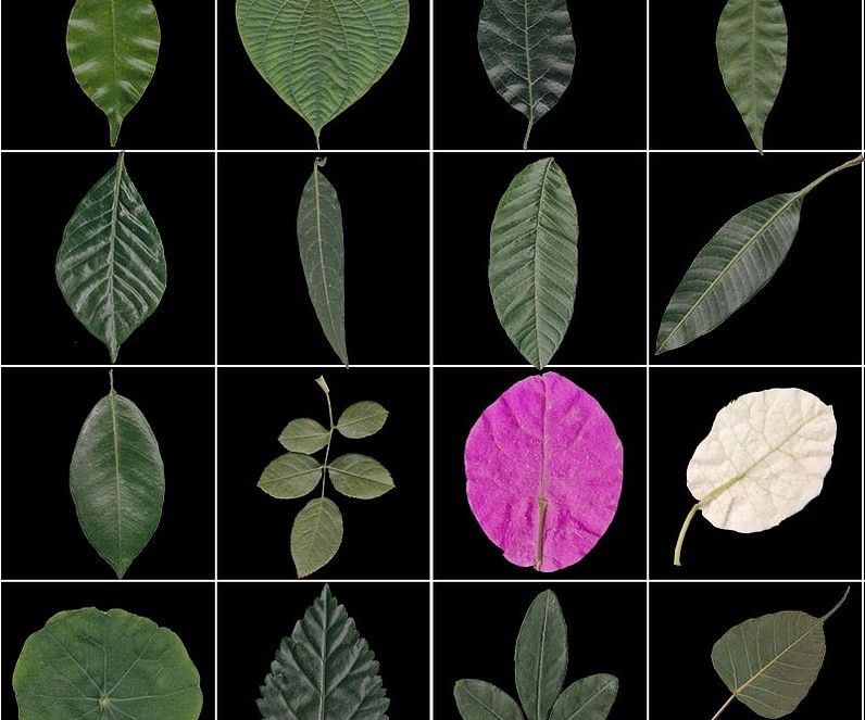 Cubebrush's tweet photo. Check out this 16 Scanned Leaf Alpha/Stencil Pack for FREE! https://t.co/RVfVvAHmgx #cubebrush #freebie #gamedev #indiedev #gameart https://t.co/xIk0wI0AJx
