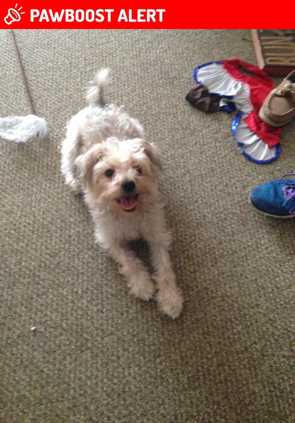 PawBoost's tweet photo. Please RT! Have you seen Lilu? #missing #lost #pet in #ColumbusJunction #IA 52738 https://t.co/WhuWXyOokn https://t.co/8Y7f240RYS