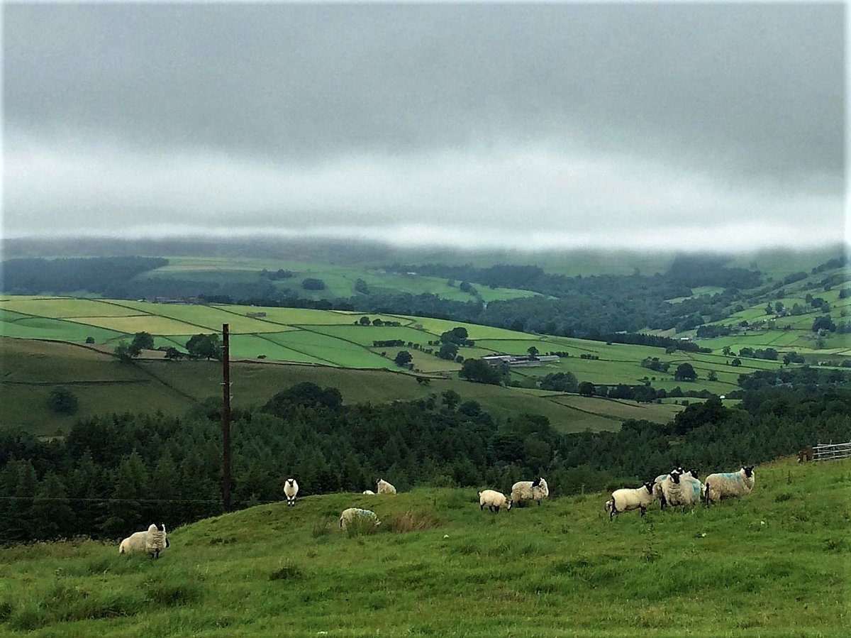 IreneSandraD's tweet photo. @WalkInYorkshire @nidderdaleuk @IlkleyU3A #mist- Mist&amp;drizzle buit still a lovely Hike2Lunch walk on the Bewerley Industrial Heritage Trail https://t.co/CkOkOiaaNM