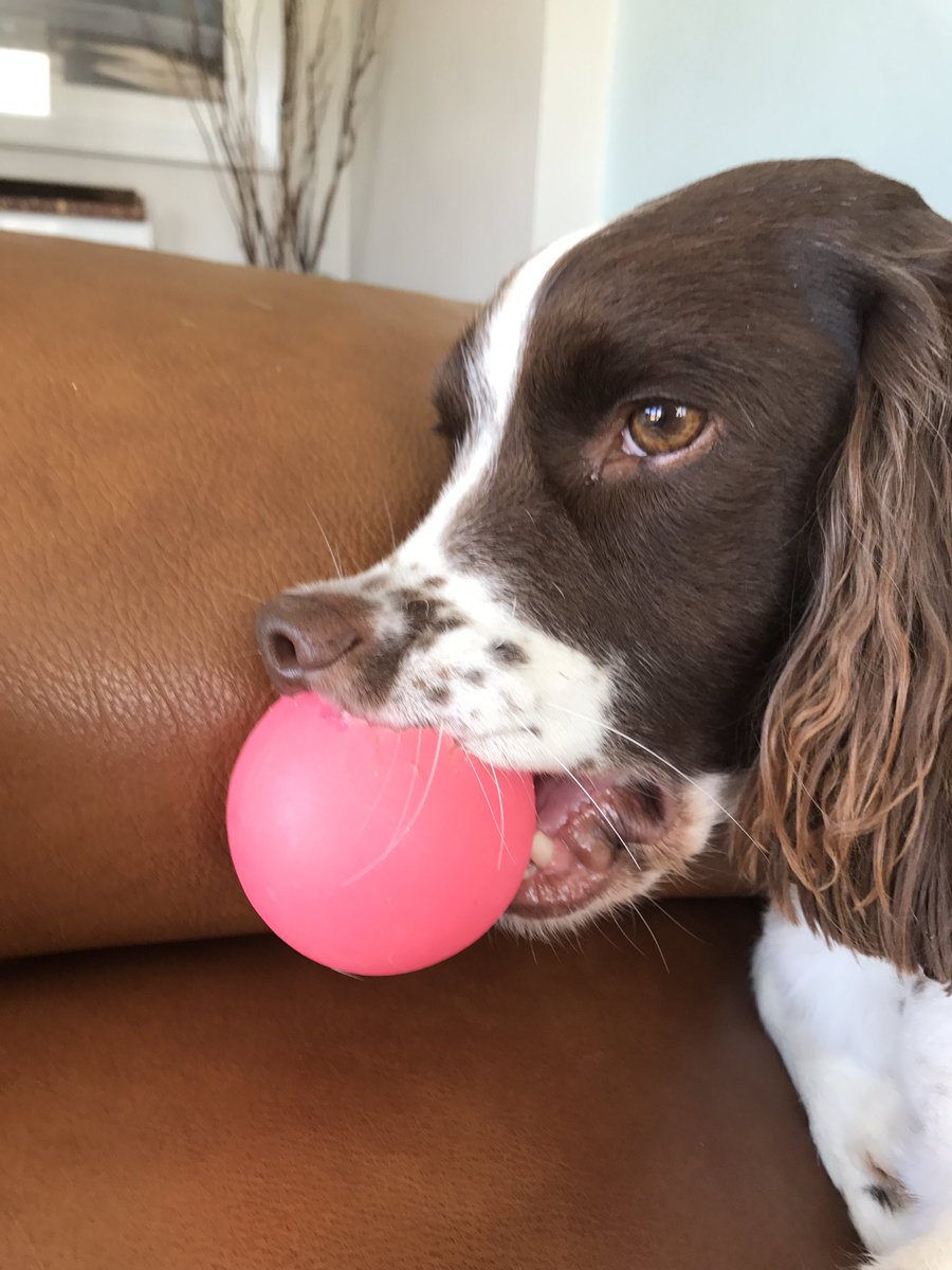 springyspringer's tweet photo. @benlandis Hello Ben, thank you for following me. Does my nose look bent in this? https://t.co/t6hzj6PcNN
