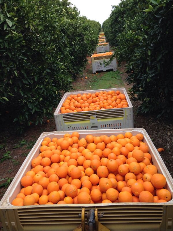 yara_australia's tweet image. A great #fertiliser program is key to producing quality fruit for many seasons on #Sunraysia orchard - Find out how: bit.ly/2sHtVnQ