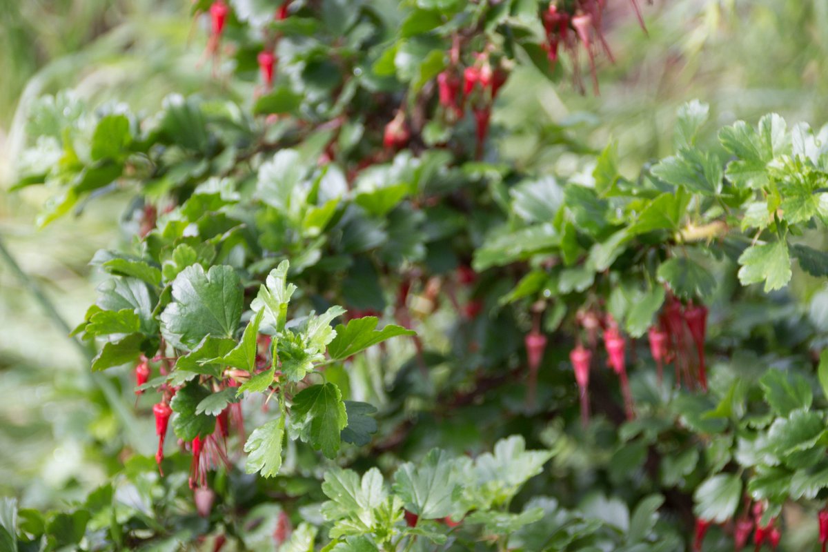 What are your plans for this weekend? Why not spend the day browsing through beautiful vegetable gardens? buff.ly/2tKa9s0