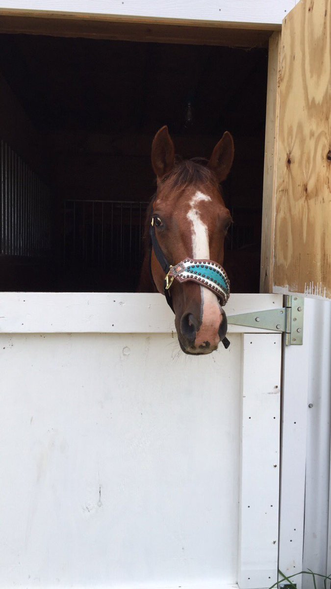 wiracer's tweet photo. Sparkles is also for sale! Solid 2D mare. PM me for more info! https://t.co/0aUJcEwS5o