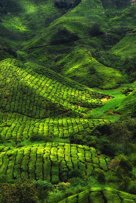 DoinaBadescu's tweet photo. Tea Gardens,Assam,India. #GreenTeaField https://t.co/bHCANgvAb2
