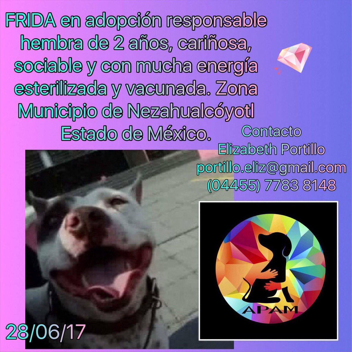 APAMDif's tweet photo. Frida en adopción!!! Quiere ser parte de tu familia!!!!
#AdoptaNoCompres 
#Adopta 
#adoptables 
#APAMDif https://t.co/06cGGkm21F